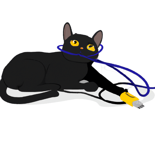 poncho the cat